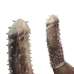 Закрытая насадка на член "Spikes hat", L115 mm, D40 mm